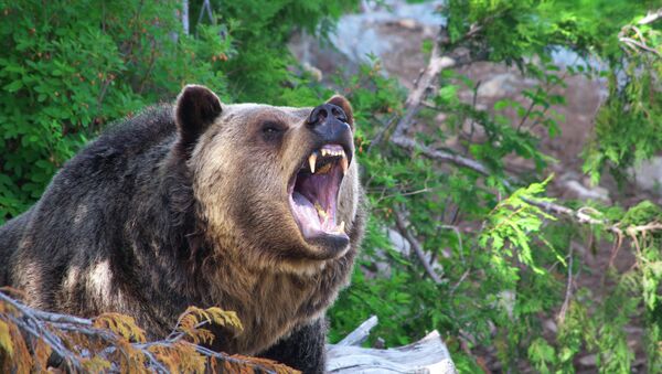 Медведь гризли - Sputnik Беларусь