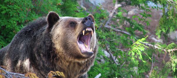 Медведь гризли Медведь гризли - Sputnik Беларусь