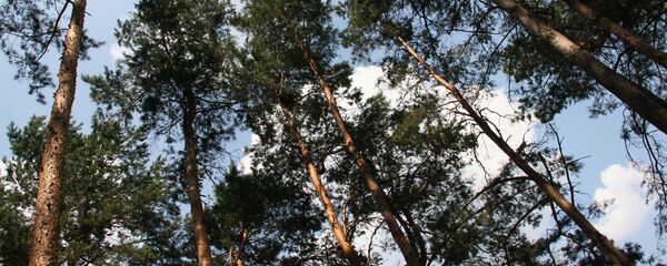 Деревья в лесу - Sputnik Беларусь