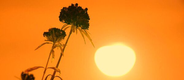 Жара - Sputnik Беларусь