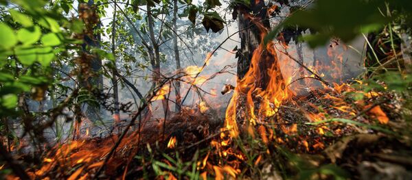 Лесной пожар - Sputnik Беларусь