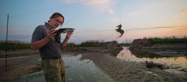 Кольцевание птиц - Sputnik Беларусь
