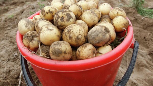 Уборка картофеля в Беларуси - Sputnik Беларусь