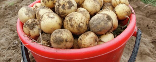 Уборка картофеля в Беларуси - Sputnik Беларусь