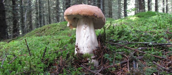 Белый гриб Белый гриб - Sputnik Беларусь