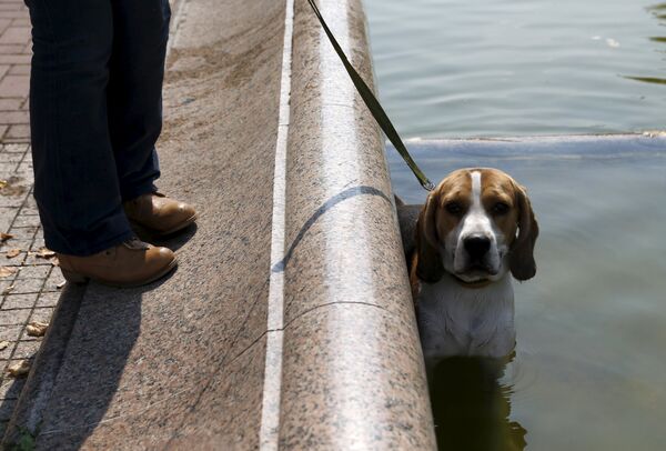 Собака охлаждается в фонтане во время жаркого дня в Минске - Sputnik Беларусь