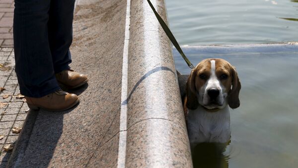 Собака охлаждается в фонтане во время жаркого дня в Минске - Sputnik Беларусь