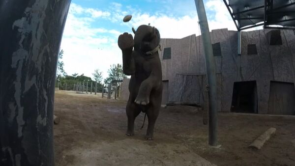 СПУТНИК_Слон из зоопарка в Сиднее отфутболил мяч для регби и снял удар на камеру - Sputnik Беларусь