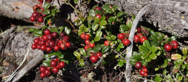Брусника - Sputnik Беларусь