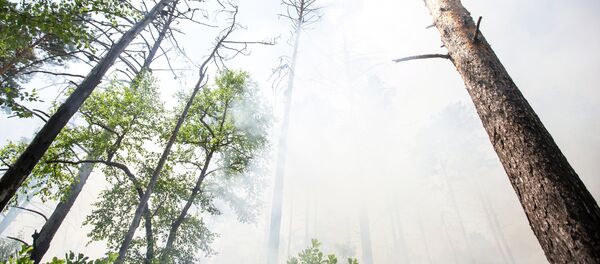 Лесной пожар - Sputnik Беларусь