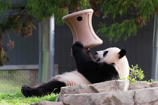 Гигантская панда Мэй Сян играет в Национальном Смитсоновском зоопарке в Вашингтоне - Sputnik Беларусь
