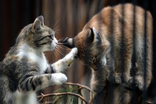 Домашняя кошка выкормила детеныша рыси в зоопарке Новосибирска - Sputnik Беларусь