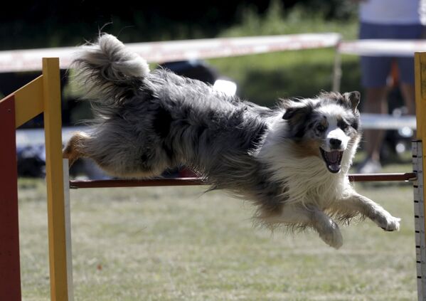 Собака прыгает через препятствие во время - Sputnik Беларусь