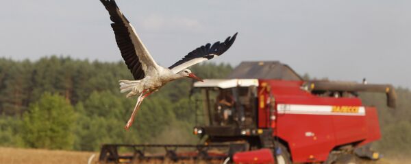 Заблудзіў сіні вецер між нівамі… - Sputnik Беларусь