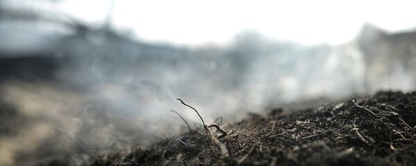 Лесные пожары - Sputnik Беларусь