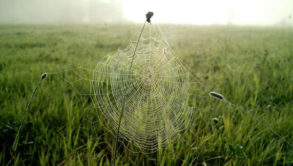 Паутина в поле - Sputnik Беларусь