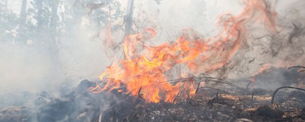 Лесной пожар - Sputnik Беларусь