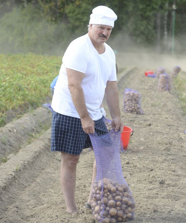 Президент Республики Беларусь на уборке картофеля в Дроздах - Sputnik Беларусь