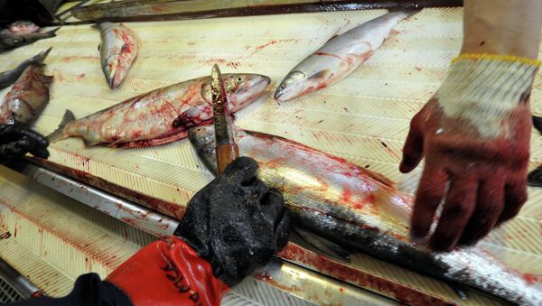 На предприятии по переработки рыбы - Sputnik Беларусь