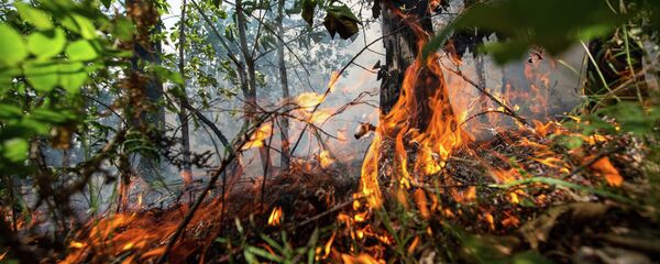 Лесной пожар - Sputnik Беларусь