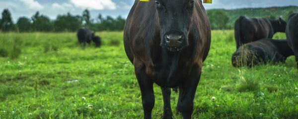 Коровы на пастбище - Sputnik Беларусь