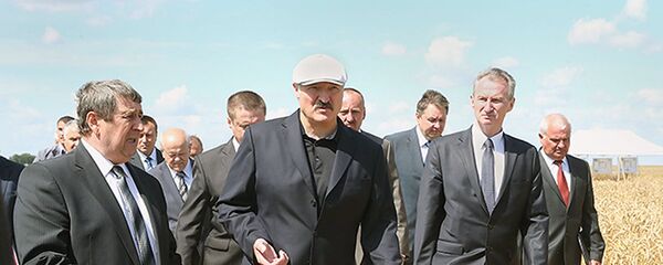 Александр Лукашенко на поле озимой пшеницы КУП Минская овощная фабрика - Sputnik Беларусь