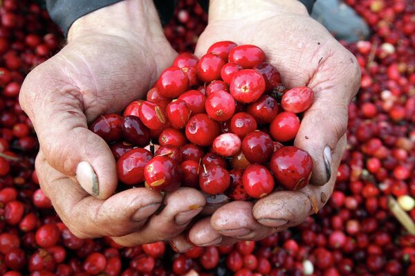 Клюква - Sputnik Беларусь