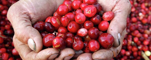 Клюква - Sputnik Беларусь