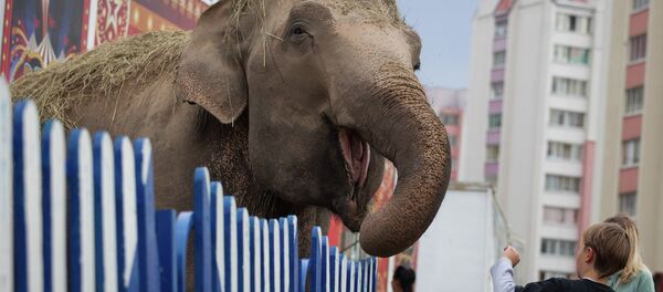 Индийские слоны - цирковые артисты Дзiва - Sputnik Беларусь