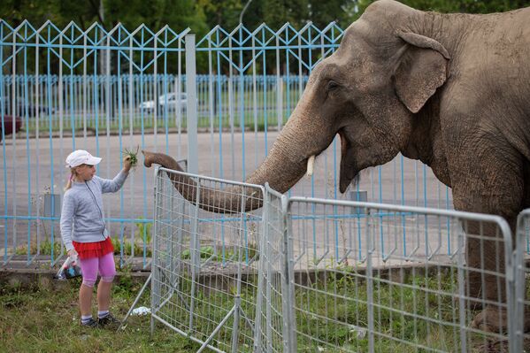 Девочка решила предложить слонихе сорванную ядом траву - Sputnik Беларусь