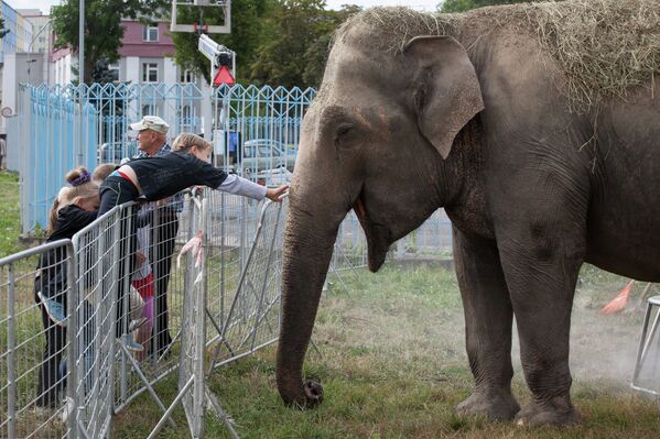 Слоны сразу полюбились местной детворе - Sputnik Беларусь
