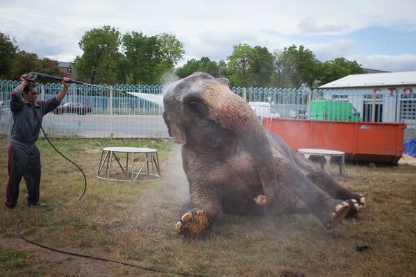 Слоны обожают купаться - несмотря на кажущуюся грубость, у них очень нежная кожа, подверженная солнечным ожогам - Sputnik Беларусь