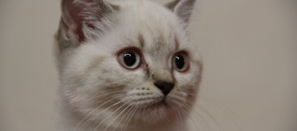 Одна из кошек, отобранная на роль в Свердловском театре музкомедии - Sputnik Беларусь