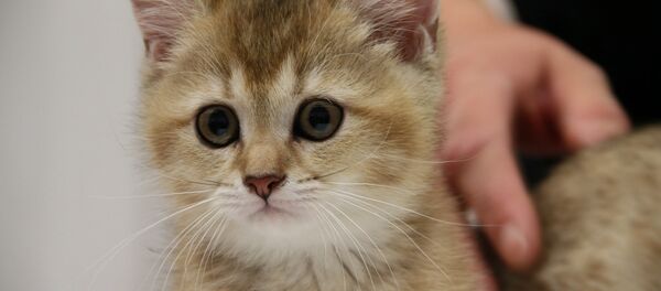 Котенок - Sputnik Беларусь