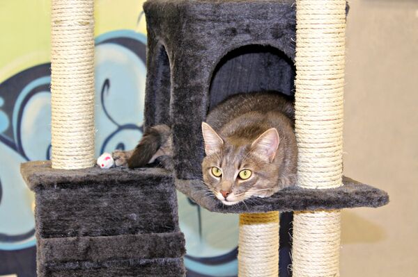 Музей ката ў Мінску Музей ката ў Мінску - Sputnik Беларусь