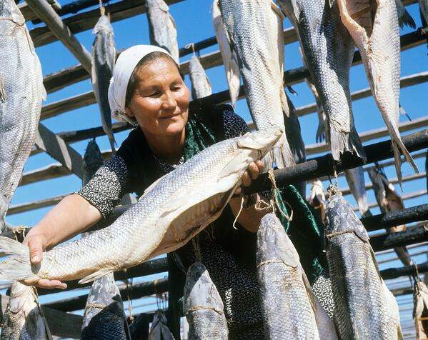1968 год. Бугуньский рыбозавод Казахской ССР. Вяленая усач-рыба водилась только в Аральском море. До 1970-х годов в Арале обитали 34 вида рыб, из них более 20 имели промысловое значение. В 1946 году в Аральском море отловлено 23 тысячи тонн рыбы, в начале 1980-х этот показатель достигал 60 тысяч тонн. На казахстанской части Арала было 5 рыбозаводов, 1 рыбоконсервный комбинат, на узбекистанской — 5 рыбозаводов, 1 рыбоконсервный комбинат. - Sputnik Беларусь