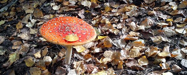 Мухомор - Sputnik Беларусь