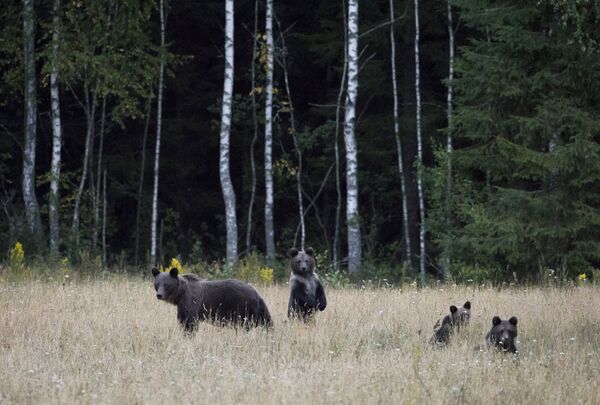 Бурые медведи в Березинском биосферном заповеднике - Sputnik Беларусь