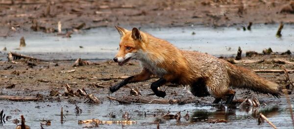Лисица - Sputnik Беларусь