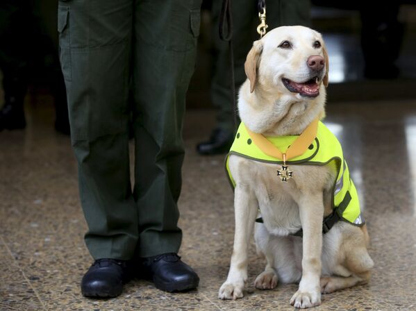 Полицейская собака Мона из Колумбии - Sputnik Беларусь
