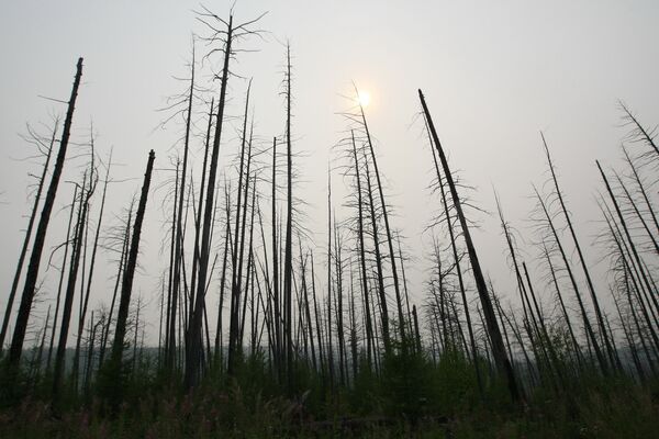 Лес, пострадавший от лесных пожаров - Sputnik Беларусь