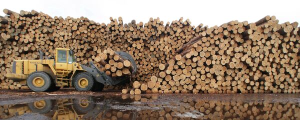 Деловая древесина на лесоскладе Деловая древесина на лесоскладе - Sputnik Беларусь