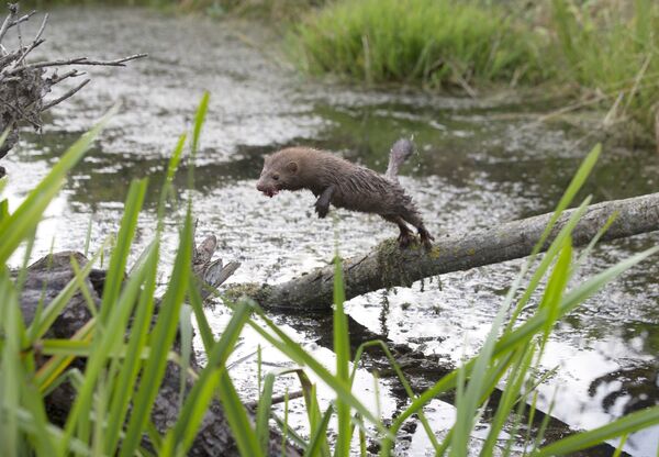 Американская норка на ручье - Sputnik Беларусь