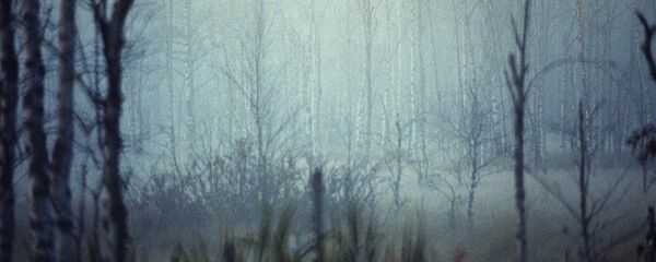 Туман в лесу Туман в лесу - Sputnik Беларусь