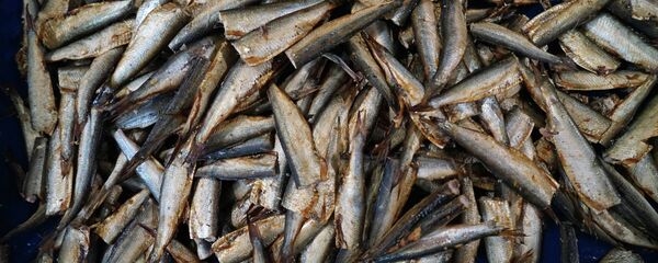 Рыба на линии по производству шпрот Рыба на линии по производству шпрот - Sputnik Беларусь