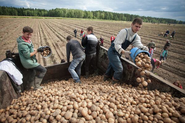 Уборка картофеля - Sputnik Беларусь