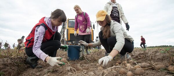Уборка бульбы, архіўнае фота Уборка бульбы, архіўнае фота - Sputnik Беларусь