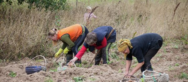 Уборка картофеля Уборка картофеля - Sputnik Беларусь