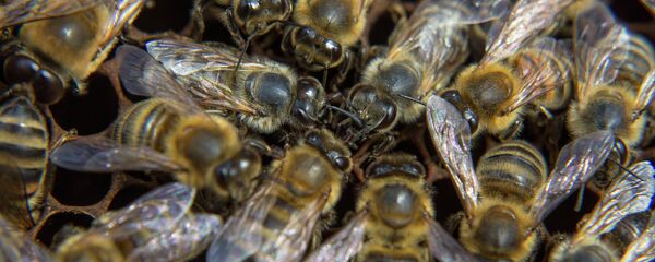 Пчелы на пасеке - Sputnik Беларусь