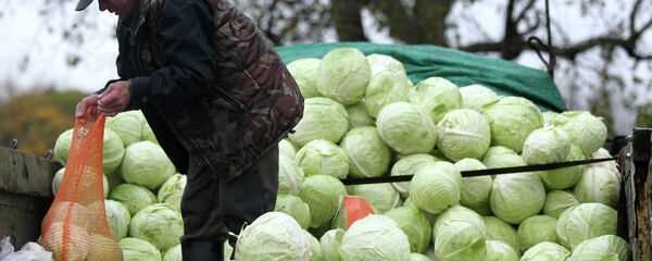 Мужчина продает капусту на сельскохозяйственной ярмарке - Sputnik Беларусь